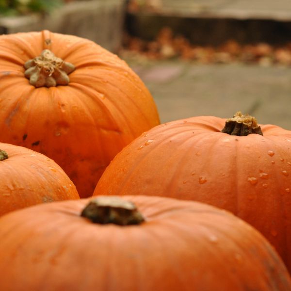 Why Halloween is the new black